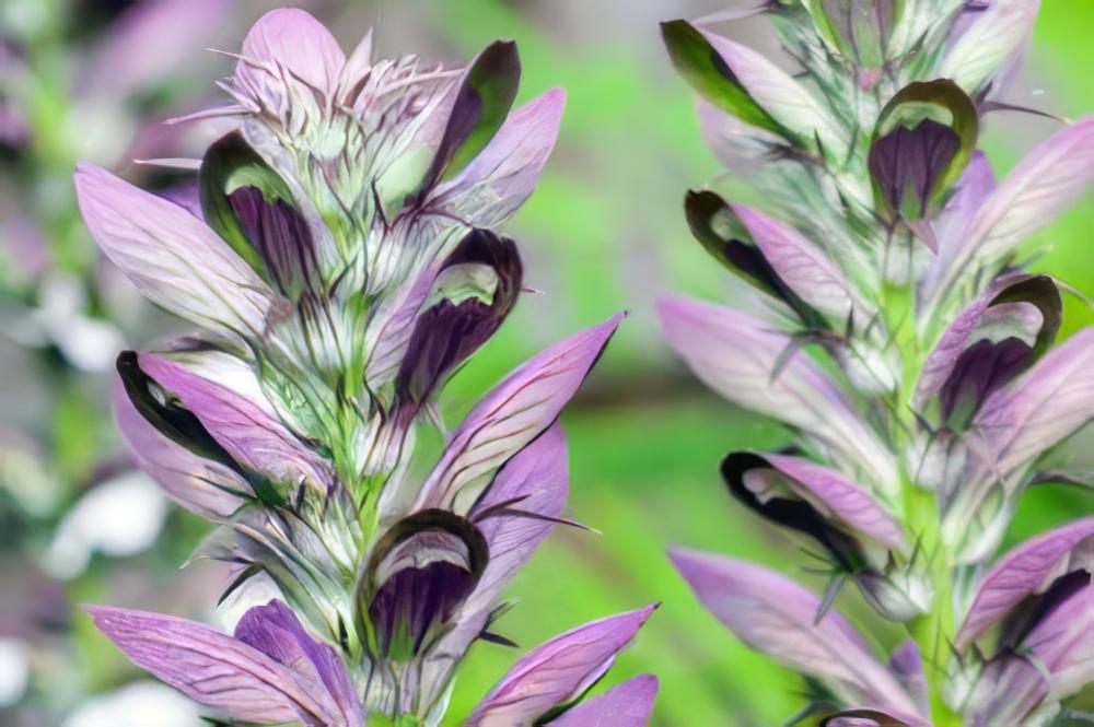 Acanthus mollis L. image